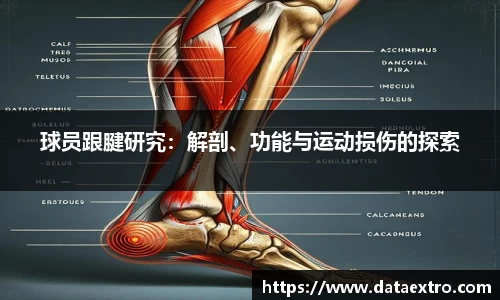 球员跟腱研究：解剖、功能与运动损伤的探索
